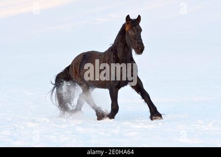 Friesian horse in winter Stock Photo