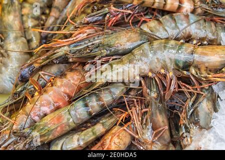 Raw tiger shrimps, Penaeus monodon on ice. Seafood market in Israel. Concept of healthy diet. Close up Background Stock Photo