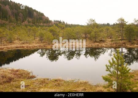 Harghita County, Romania. Mohos Peat Bog, a natural reserve in the crater of an old volcano in the Carpathian Mountains. Dwarf pines in the peat soil. Stock Photo