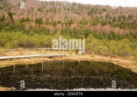 Harghita County, Romania. People visiting Mohos Peat Bog, a natural reserve in the crater of an old volcano. Dwarf pines in the peat soil. Stock Photo