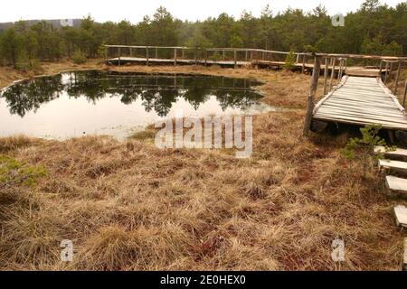 Harghita County, Romania. Mohos Peat Bog, a natural reserve in the crater of an old volcano in the Carpathian Mountains. Dwarf pines in the peat soil. Stock Photo