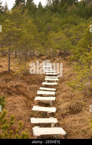 Harghita County, Romania. Pathway through Mohos Peat Bog, a natural reserve in the crater of an old volcano. Dwarf pines in the peat soil. Stock Photo