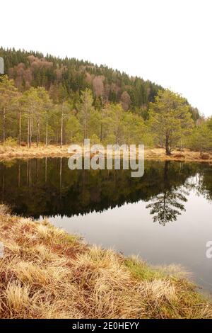 Harghita County, Romania. Mohos Peat Bog, a natural reserve in the crater of an old volcano in the Carpathian Mountains. Dwarf pines in the peat soil. Stock Photo