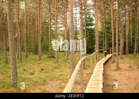 Harghita County, Romania. Pathway through Mohos Peat Bog, a natural reserve in the crater of an old volcano in the Carpathian Mountains. Stock Photo