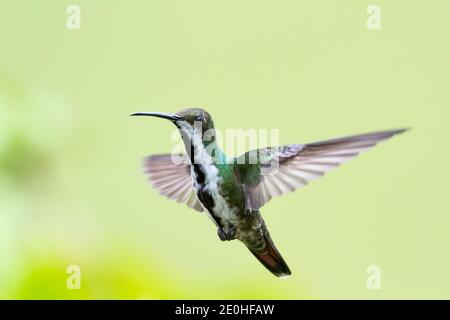 A female Black-throated Mango hummingbird hovering in the air with a smooth yellow background. Wildlife in nature. Bird in flight. Stock Photo