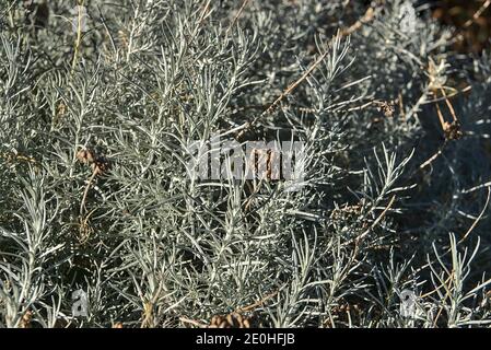 Beautiful background of silver sage (Artemisia cana). Evergreen shrub with narrow silver-grey aromatic leaves and inconspicuous yellow flowers in fall Stock Photo