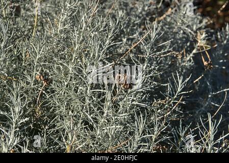 Beautiful background of silver sage (Artemisia cana). Evergreen shrub with narrow silver-grey aromatic leaves and inconspicuous yellow flowers in fall Stock Photo