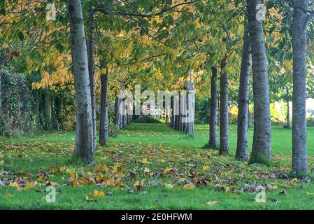 Beautiful narrow alley of cherry trees with fallen autumn colorful leaves on the grass, Dublin, Ireland. Change of seasons Stock Photo