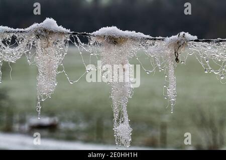 Strans of wool left by shhep on a barbed wire fence in winter Stock Photo