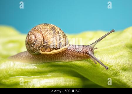 Snail on green leave of lettuce. Blue background. Copy space Stock Photo