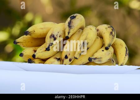 Elaichi Banana or Yelakki banana from India asia. Small in size yellow banana bunch sweet tasty Indian fruit. On table with natural environment backgr Stock Photo