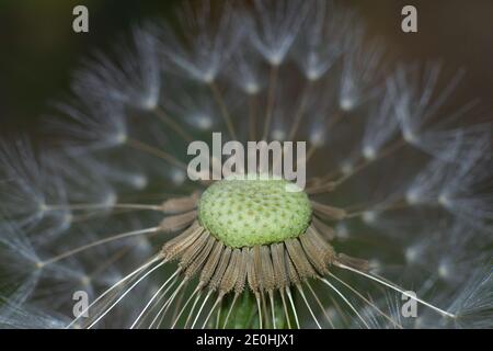 close-up of a withered dandelion fluffy head in blurred background meadow. Stock Photo