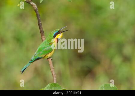 Little Bee-eater (Merops pusillus), East African Race.  Catching and eating a bee Stock Photo