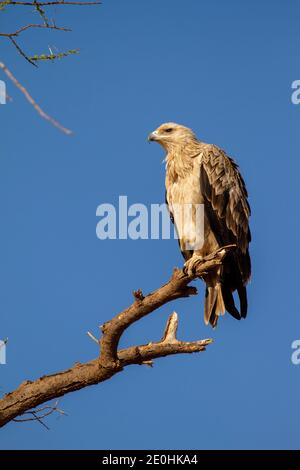 Tawny Eagle (Aquila rapax) Stock Photo