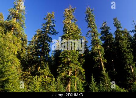 Ancient forest, Siskiyou National Forest, Rogue-Coquille National Scenic Byway, Oregon Stock Photo