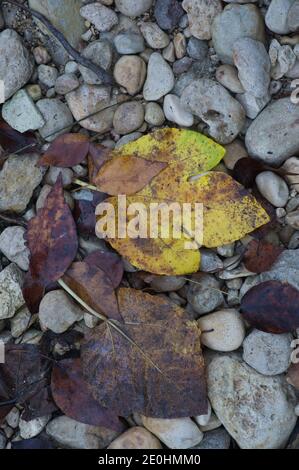 A path of large stones with fallen autumn leaves. Natural background for inserting text in spain Stock Photo