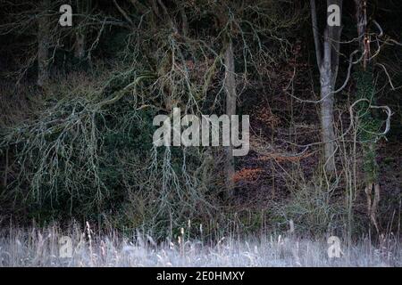 Dark winter woodland landscape  - at edge of forest with ominous spooky twisted branches & trees fading into gloomy darkness beyond the treeline. Stock Photo