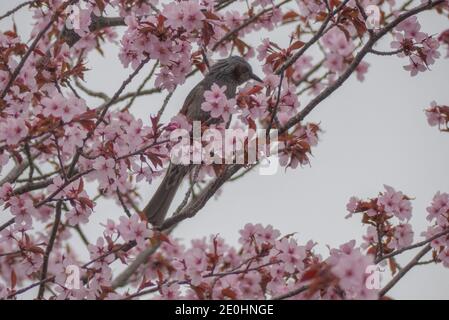 Cherry Blossom with a bird eating insects inside the bloomed pink flowers Stock Photo