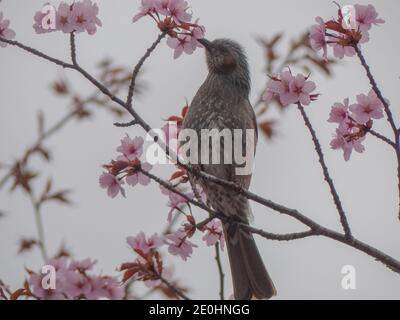 Cherry Blossom with a bird eating insects inside the bloomed pink flowers Stock Photo