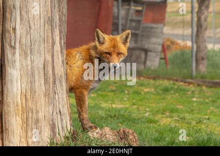 Fox appearing from behind a tree on a sunny day Stock Photo