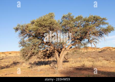 Large Camel Thorn Tree (Vachellia erioloba) at sunset in a red dune Kalahari landscape, Kgalagadi Transfrontier Park, Northern Cape, South Africa Stock Photo