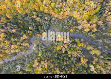 Aerial top down view of river flowing through green yellow autumn forest Stock Photo