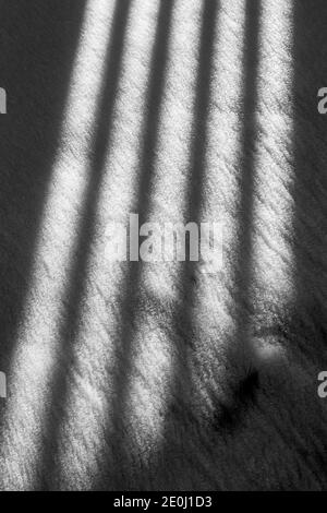 Black & white view of white vinyl picket fence casts long winter shadows on fresh snow; Salida; Colorado; USA Stock Photo