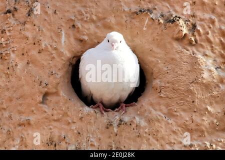 A pigeon sitting in pigeon tower. Stock Photo