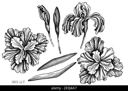 Vector set of hand drawn black and white iris Stock Vector