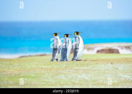 King penguins (Aptenodytes patagonicus) walking, East Falkland, Falkland Islands,