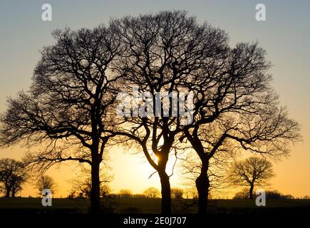 Oak trees silhouetted towards sunset in winter, Warwickshire, England, UK Stock Photo