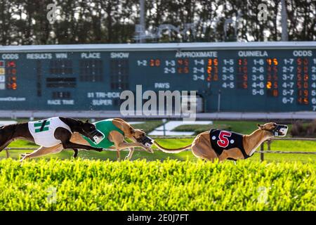 Three greyhounds racing at the Palm Beach Kennel Club in West Palm Beach, Florida the day before the races became illegal. Stock Photo