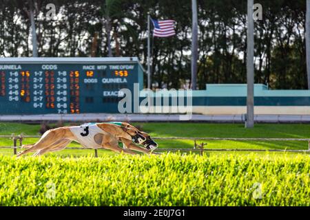 Two greyhounds racing at the Palm Beach Kennel Club in West Palm Beach, Florida the day before the races became illegal. Stock Photo