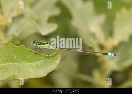 Rambur's Forktail Damselfly male, Ischnura ramburii, Coenagrionidae. Stock Photo