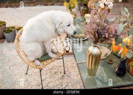 Adorable white dog sitting at the festively decorated table, celebrating and waiting for the food outdoors Stock Photo