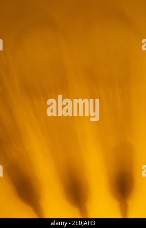 Abstract yellow background with blurred glass shadows. Smooth, soft focus. Copy space. Stock Photo