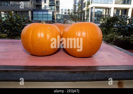 Three orange pumpkins on a pink background Stock Photo