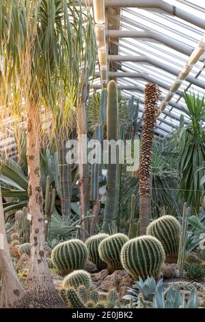 Greenhouse with various cacti, long stem and leafy succulents and exotic plants in a sunny day, soft focus Stock Photo