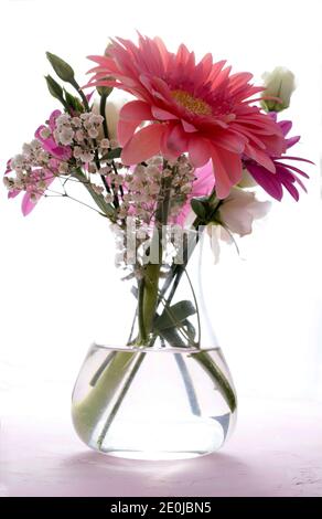 Colorful pink daisy gerbera flowers in a vase on white background. Closeup. Stock Photo