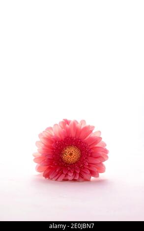 Pink gerbera daisy isolated on white background. Stock Photo