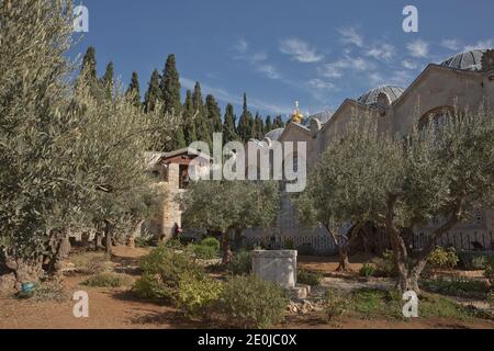 Old olive trees in the garden of Gethsemane next to the Church of All Nations. Famous historic place in Jerusalem, Israel. Stock Photo