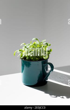 Young sprouts/seedlings arugula in a metal green mug in sunlight. New life plant Stock Photo