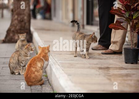 Homeless hungry cats waiting for food from people. Stray cats on the city street. Stock Photo