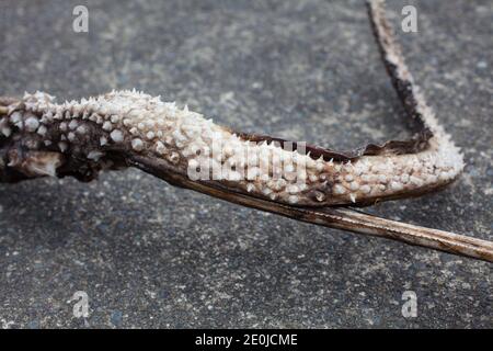 Stingray tail spike ('sting'). They are very sharp, and jagged and can impart a serious wound plus bacterial infections. Stock Photo