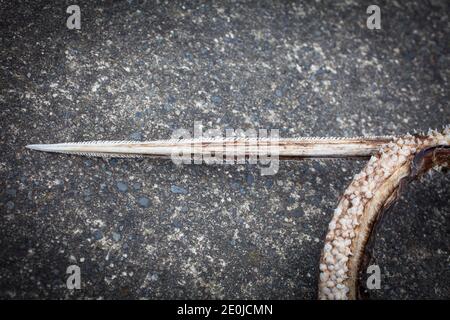 Stingray tail spike ('sting'). They are very sharp, and jagged and can impart a serious wound plus bacterial infections. Stock Photo