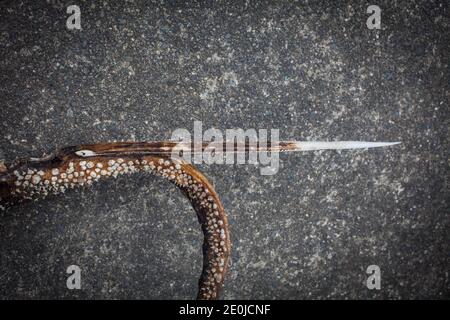 Stingray tail spike ('sting'). They are very sharp, and jagged and can impart a serious wound plus bacterial infections. Stock Photo