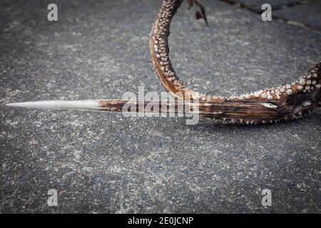 Stingray tail spike ('sting'). They are very sharp, and jagged and can impart a serious wound plus bacterial infections. Stock Photo