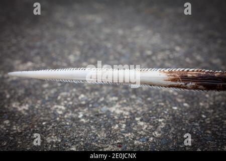 Stingray tail spike ('sting'). They are very sharp, and jagged and can impart a serious wound plus bacterial infections. Stock Photo