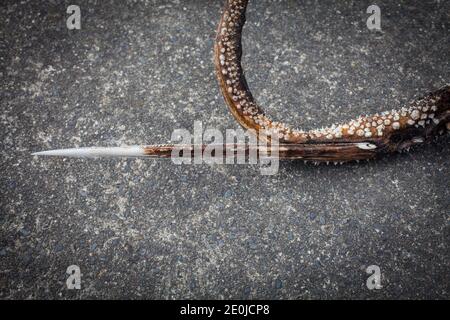 Stingray tail spike ('sting'). They are very sharp, and jagged and can impart a serious wound plus bacterial infections. Stock Photo