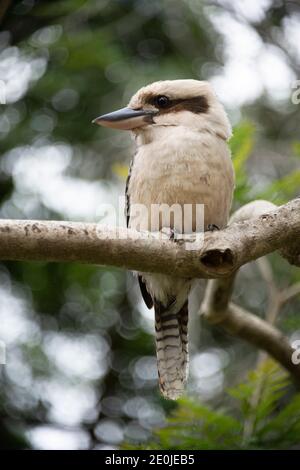 A very handsome female Australian Laughing Kookaburra, Victoria, Australia. Stock Photo